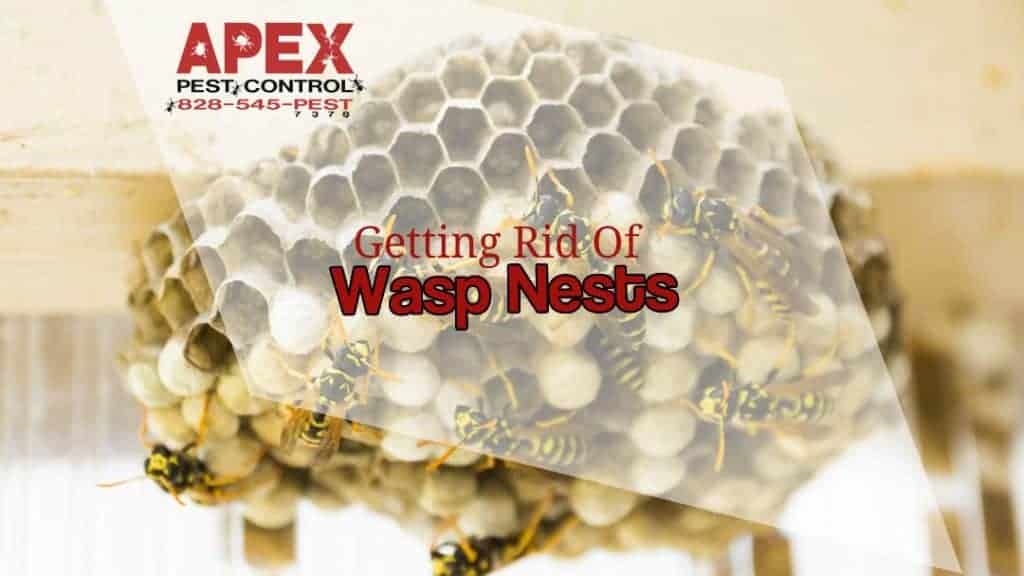 Wasp Nest Removal Should Be Left To Pest Professionals 6
