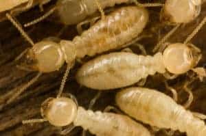 termite prevention