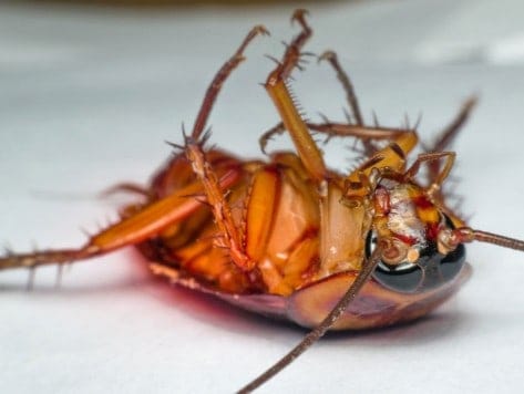 Insect Roces Local Business Pest Control