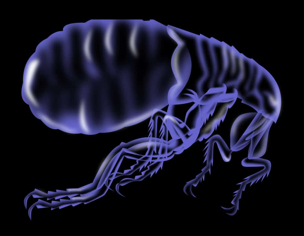 flea control