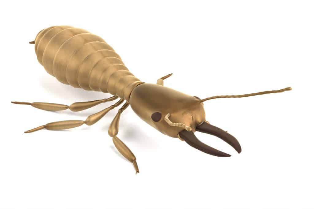 termite pre treatment