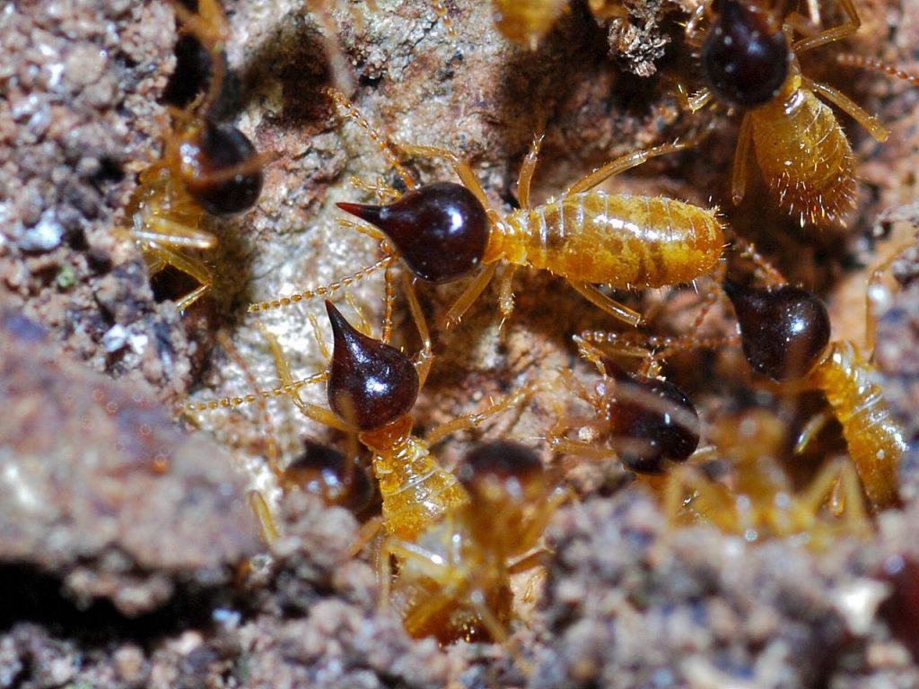 termite control