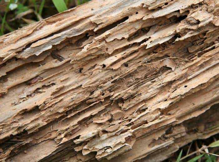 termite damage