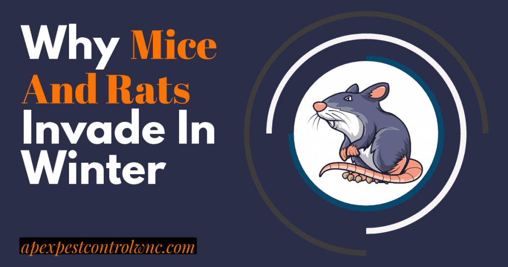 Why Mice And Rats Invade In Winter