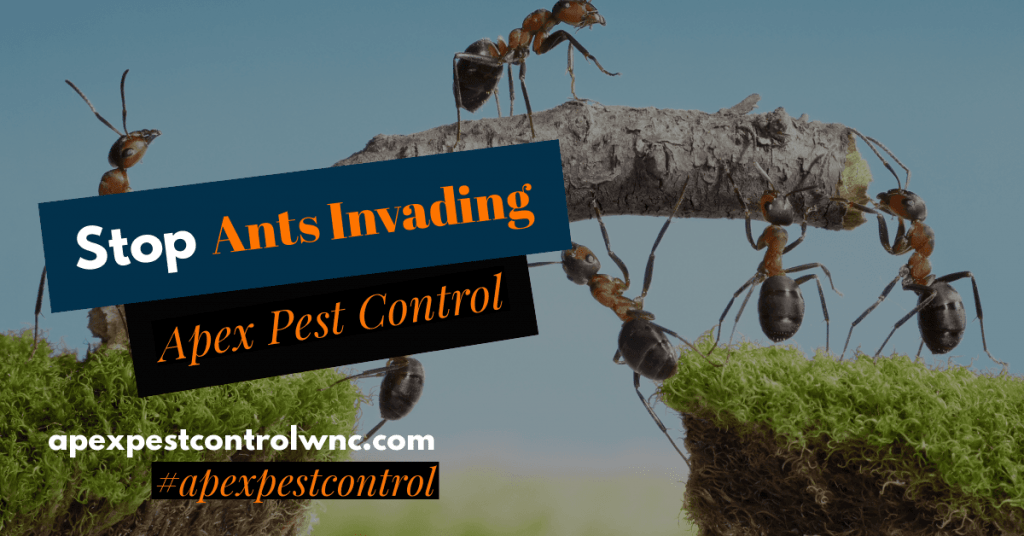 Ants That Invade in Spring