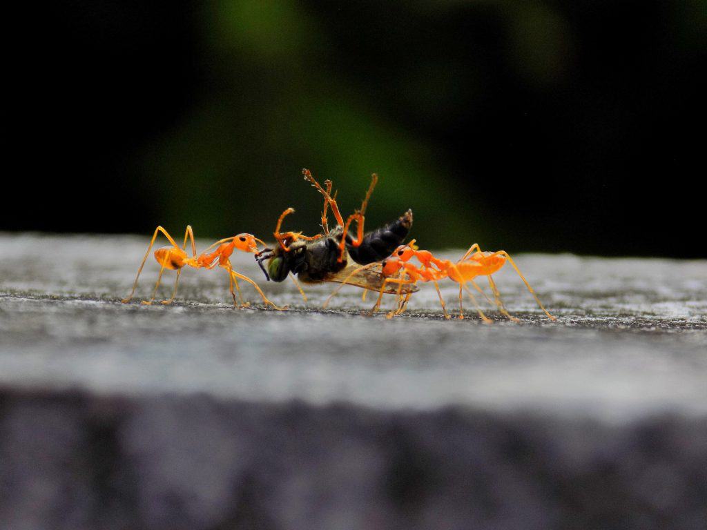 What Attracts Ants?