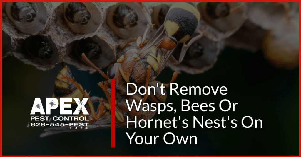 Wasp Nest Removal - Don’t DIY It