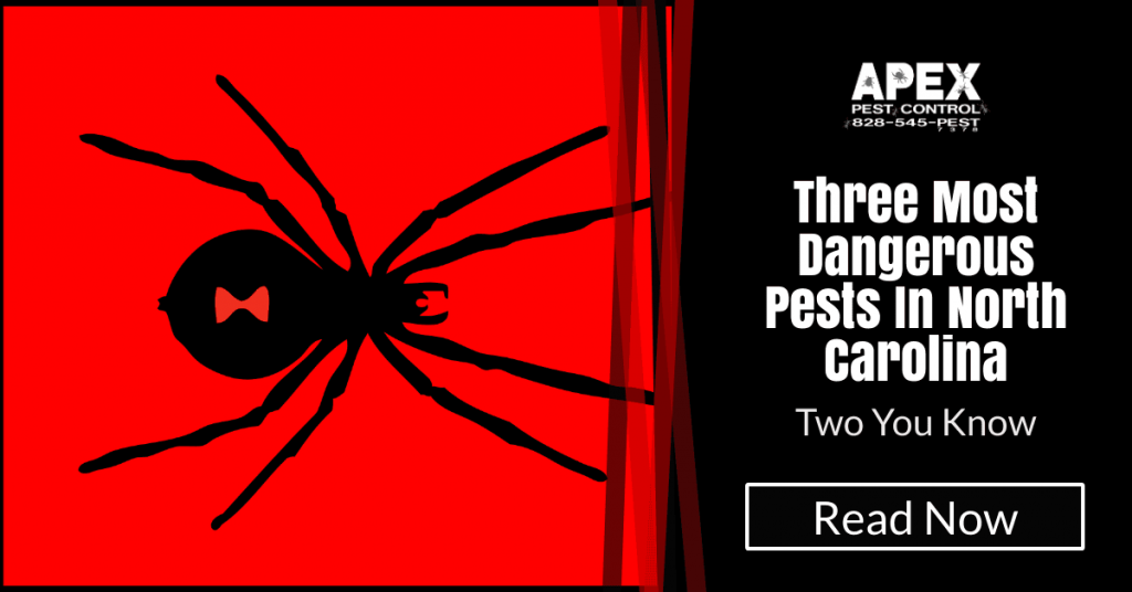 The 3 Most Dangerous Pests In North Carolina