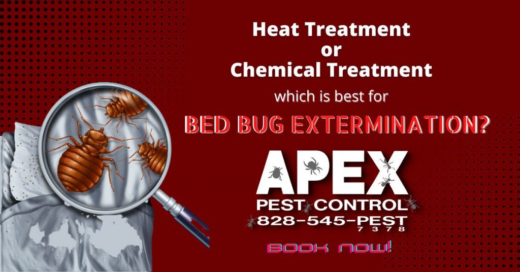 Bothered by Bed Bugs? Know the Best Treatment that Really Works