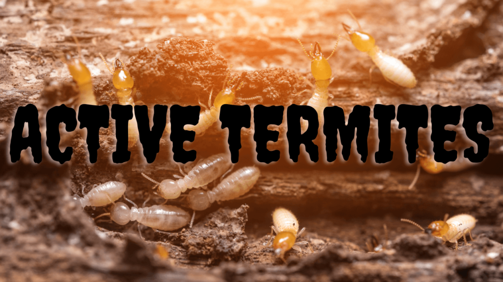 emergency termite services