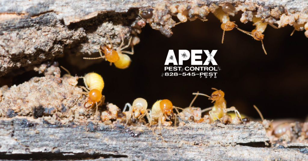 Why You Need To Be Aware Of Wood Damaging Pests In Your Crawl Space