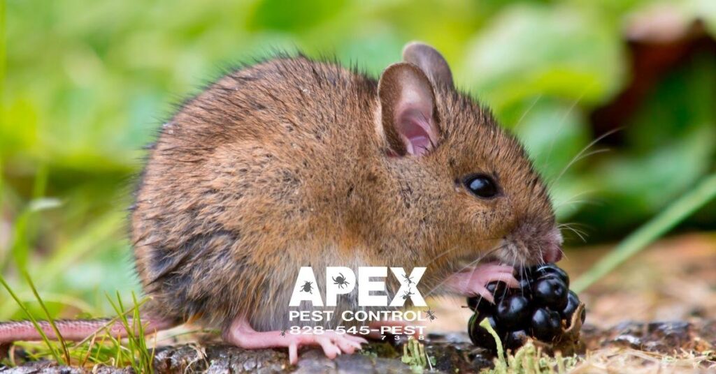 keep mice out