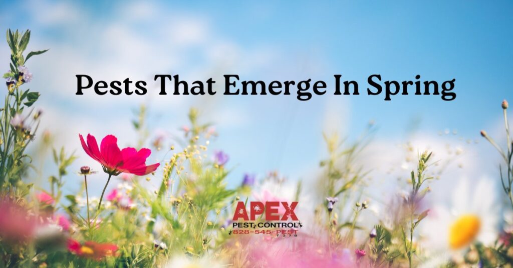 Spring Pests - The Top 8 Pests that Emerge at Springtime cover