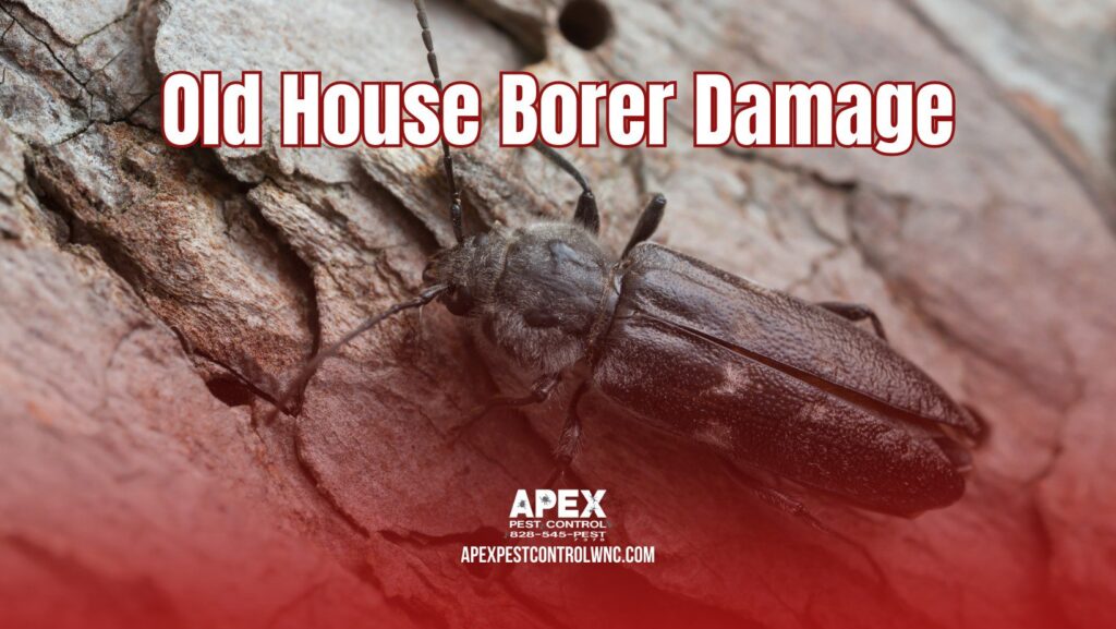 Old House Borer Damage cover