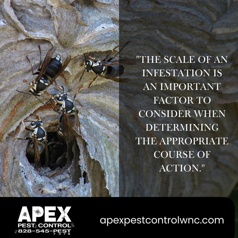DIY Pest Control vs Professional Pest Control: The Best Approach Against Hornets 1