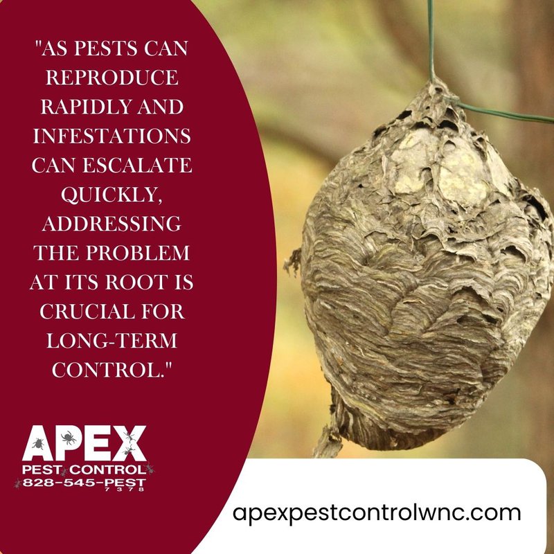 diy pest control - hornets