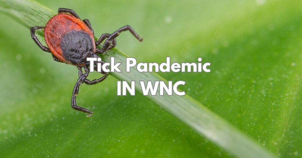 A Potential Tick Pandemic for North Carolina cover