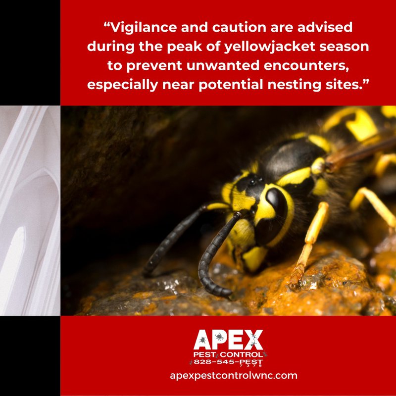 yellow jackets