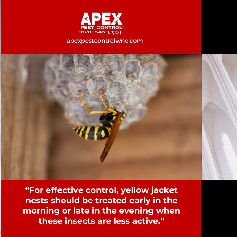 yellow jackets nest