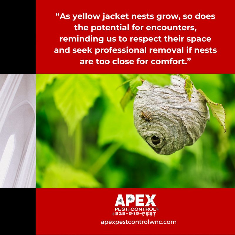 yellow jackets