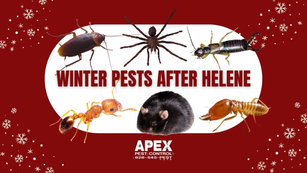 winter pests