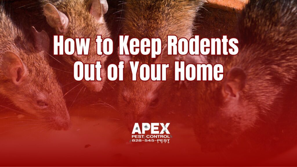 How to Keep Rodents Out of Your Home In Western North Carolina cover