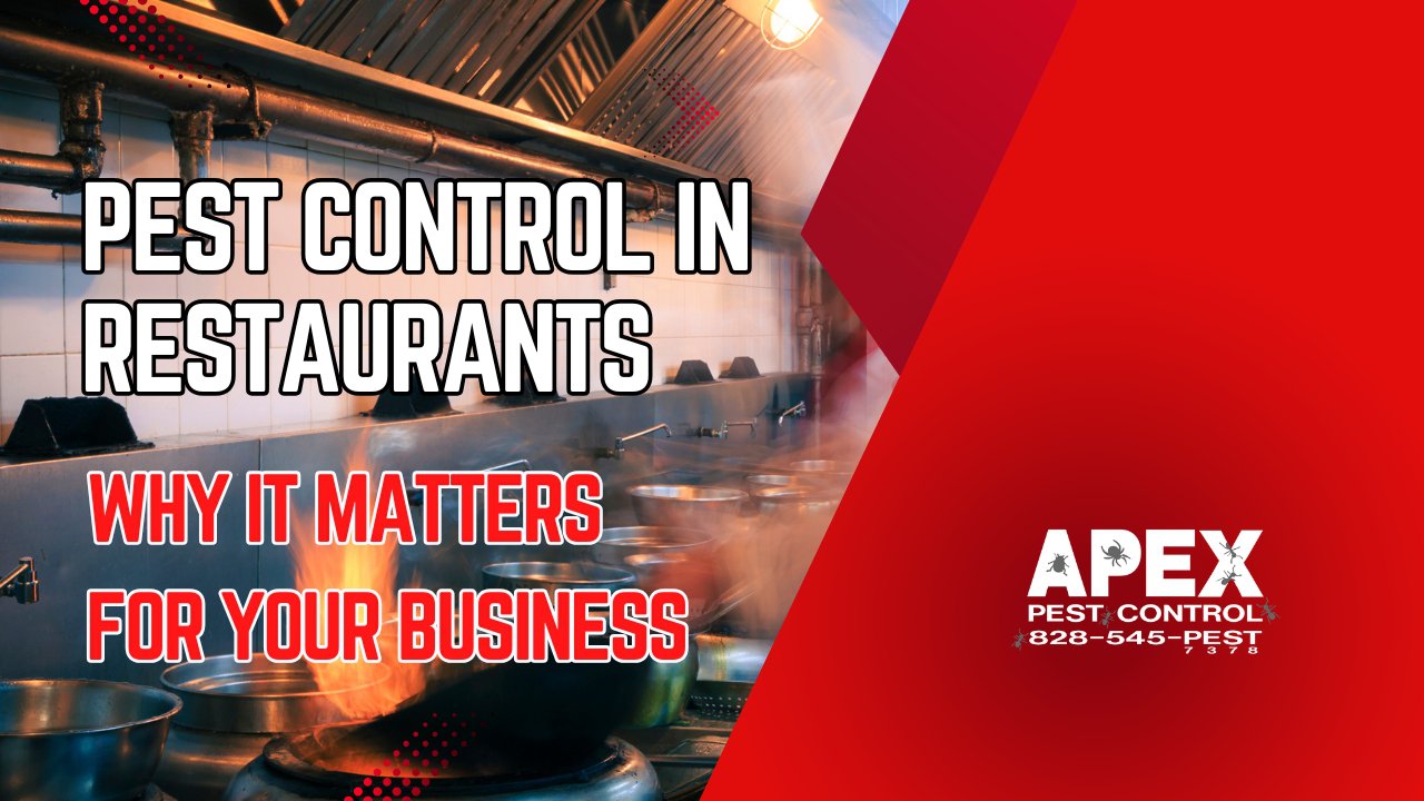 Essential Pest Control In Restaurants