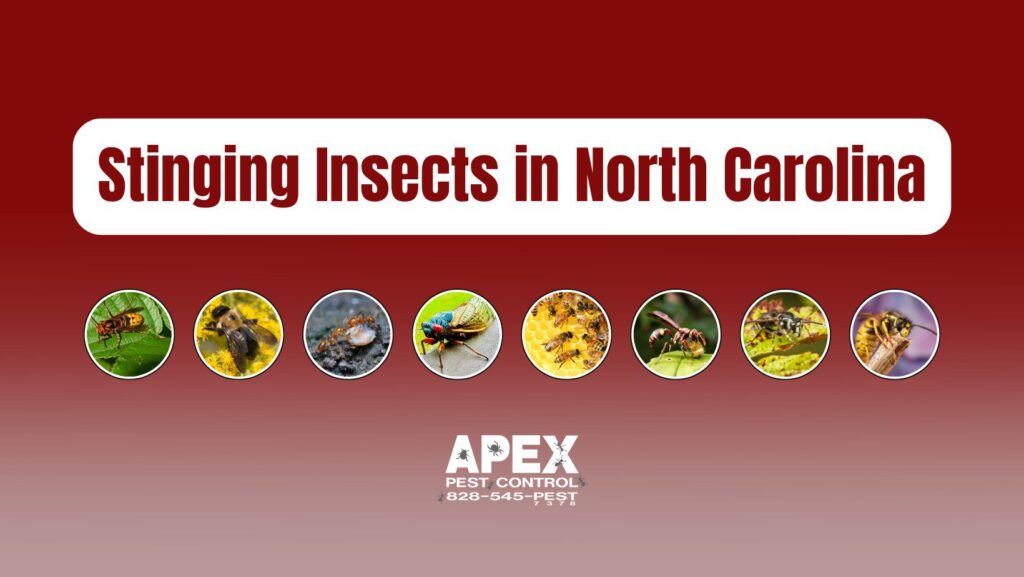 Stinging Insects in North Carolina: The Buzz on What’s Lurking in Your Backyard cover
