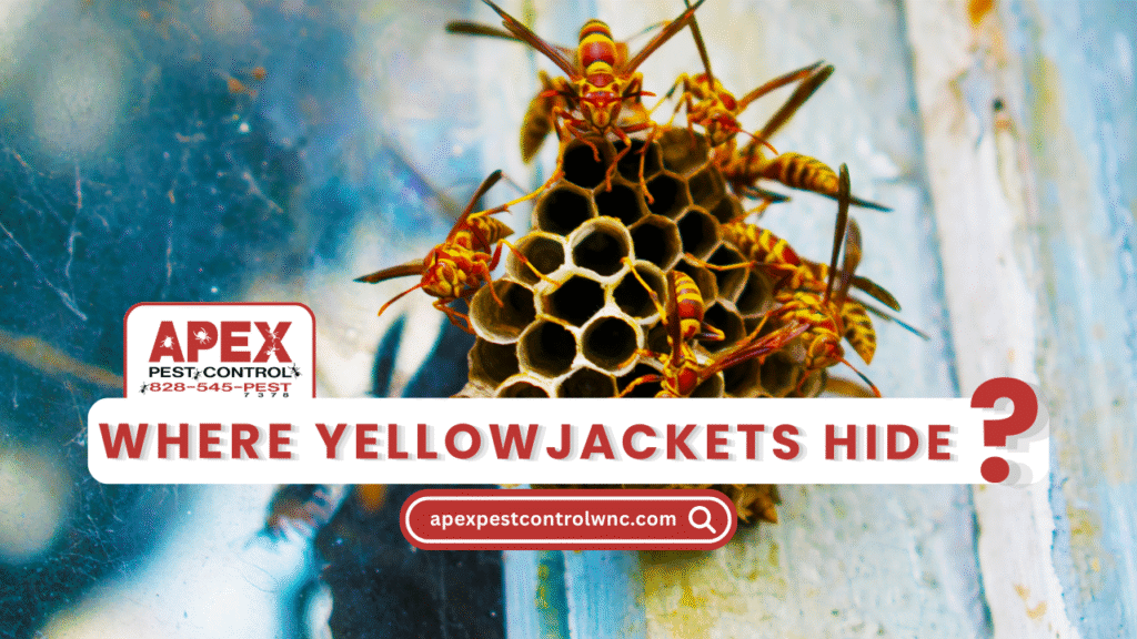 Where Yellow Jacket’s Will Hide cover