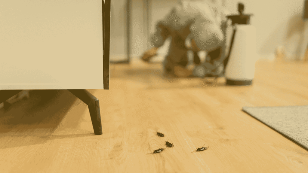 Pest Control In Weaverville WNC