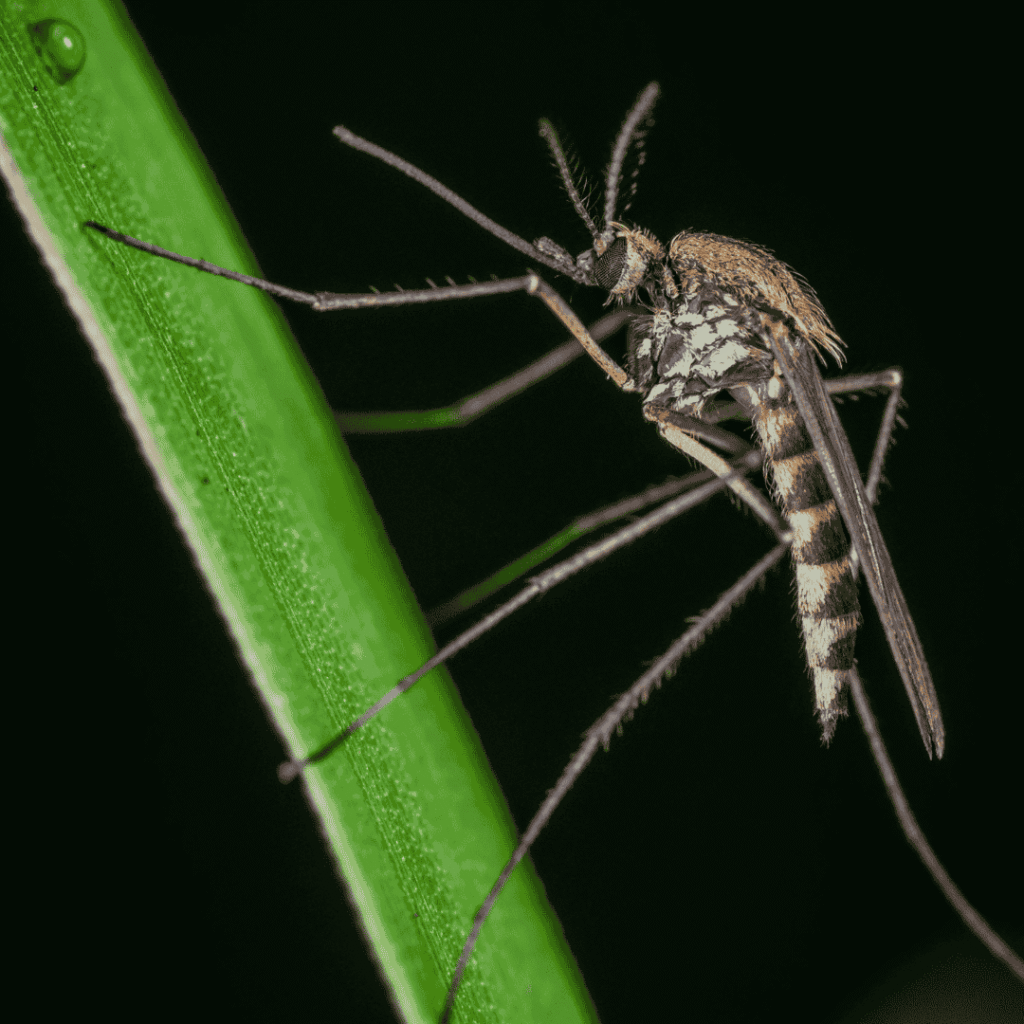 Mosquito Control in Hendersonville, NC 1