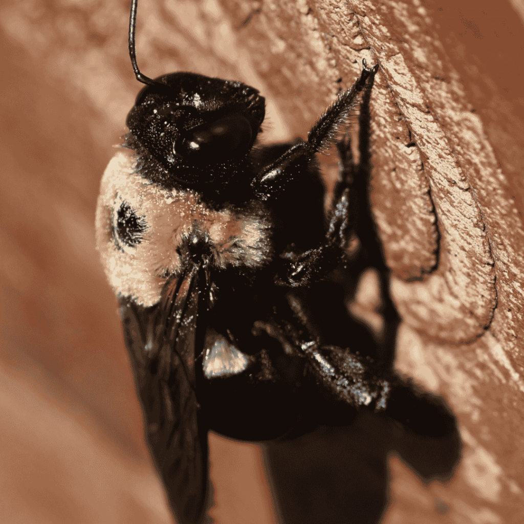 carpenter bee control in weaverville wnc