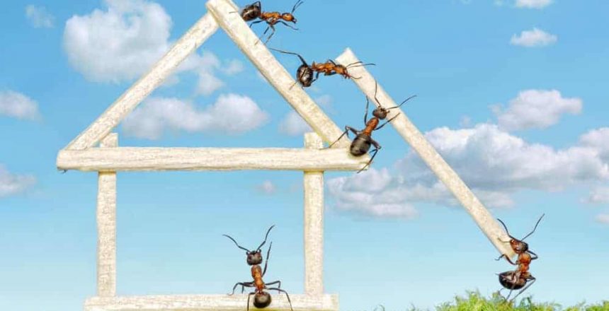 get rid of ants