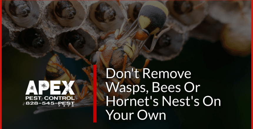 Wasp Nest Removal - Don’t DIY It
