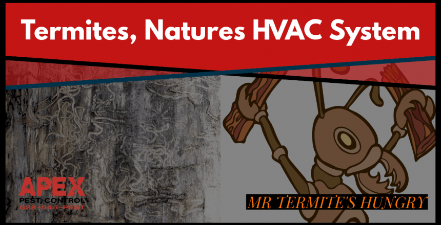 Air Conditioning and Termites