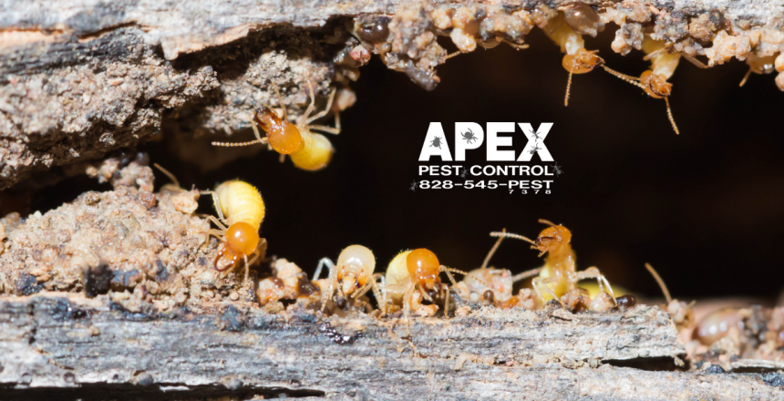 Wood Damaging Pests You Need To Know In Asheville