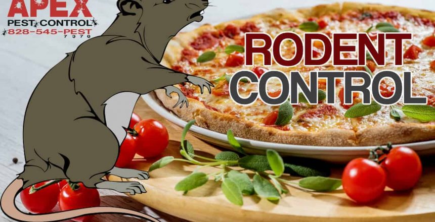 rodent control asheville