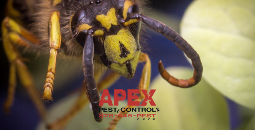 yellow jackets