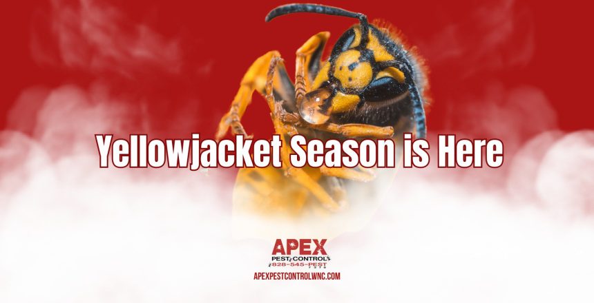 Yellow Jacket Season is Here cover