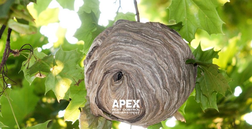 DIY Pest Control vs Professional Pest Control: The Best Approach Against Hornets cover