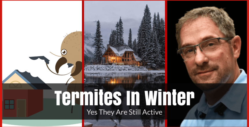 Are Termites Active In Winter