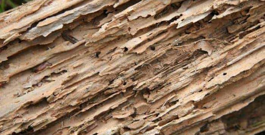 termite damage
