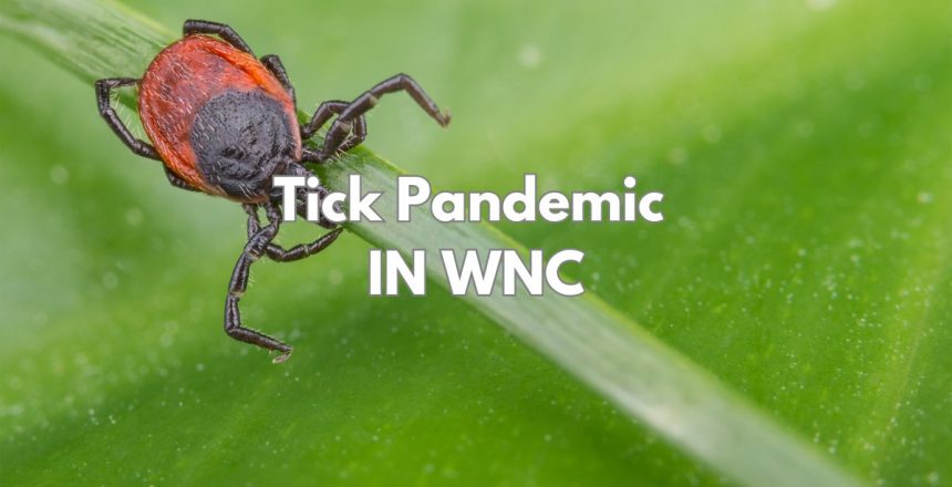 A Potential Tick Pandemic for North Carolina cover
