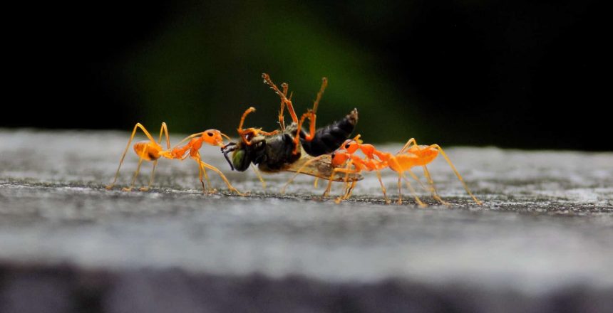 What Attracts Ants?